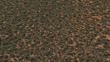 View of thick vegetation on flat, sandy land