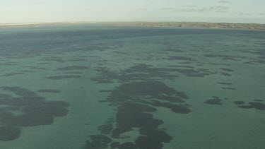 Seaweed patches in shallow water