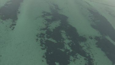 Seaweed patches in shallow water along the coast