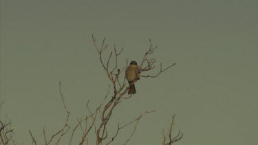 Restless Flycatcher perched in a treetop takes off