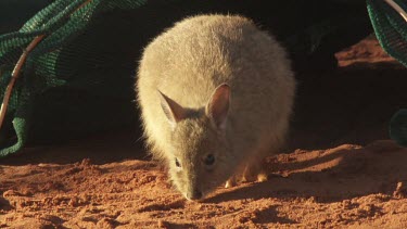 Burrowing Bettong sniffing in the dirt