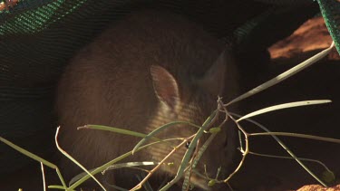 Burrowing Bettong hiding in an enclosure