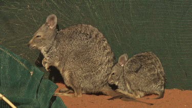 Burrowing Bettong and baby sitting in a fenced enclosure