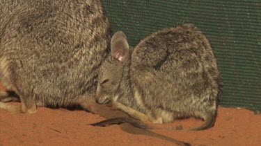 Burrowing Bettong and baby sitting in a fenced enclosure