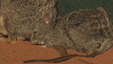 Burrowing Bettong and baby sitting in a fenced enclosure