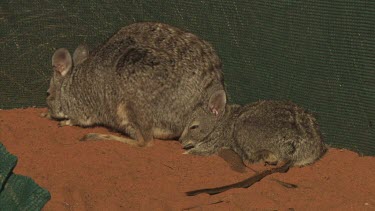 Burrowing Bettong and baby sitting in a fenced enclosure