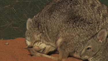 Burrowing Bettong and baby sitting in a fenced enclosure