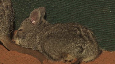 Burrowing Bettong and baby sitting in a fenced enclosure