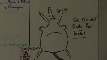 Cute drawing of a Bilby on a veterinarian's chart