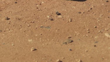 Close up of black Shingleback Lizard lying in the dirt