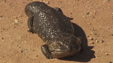 Black Shingleback Lizard lying in the dirt