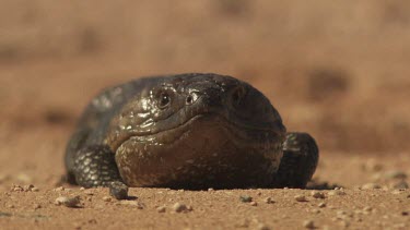 Close up of black Shingleback Lizard lying in the dirt
