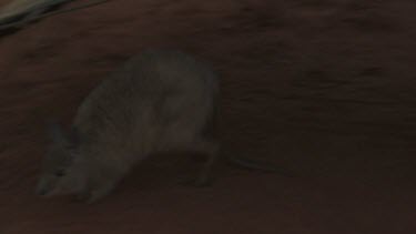 Burrowing Bettong standing under the shade of a tarp