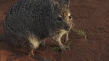 Burrowing Bettong nibbling on grass