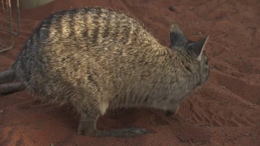Burrowing Bettong hopping around an enclosure