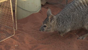 Burrowing Bettong sniffing around an enclosure