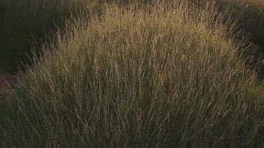 Sunlight on dense tall grass