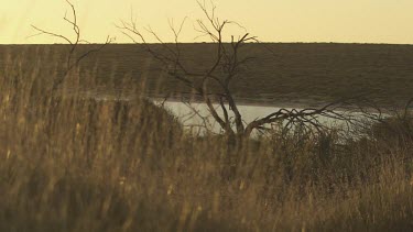 Sunlight on dense tall grass