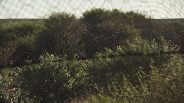 Lush vegetation seen through a fence