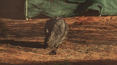 Red Necked Pademelon in an enclosure