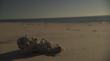 Bleached driftwood on a sandy beach