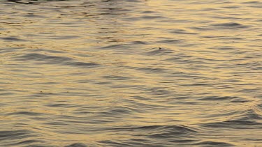 Gentle waves lapping at a sandy shore