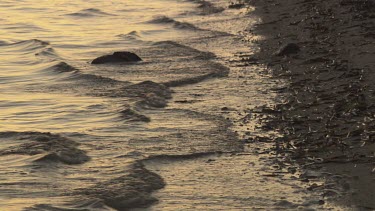 Gentle waves lapping at a sandy shore