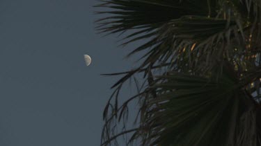 Tall palm tree against a blue sky and faint moon