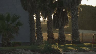 Backlit palm trees