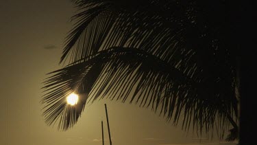 Sunset silhouetting long palm fronds