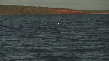 White seabird floating in the ocean