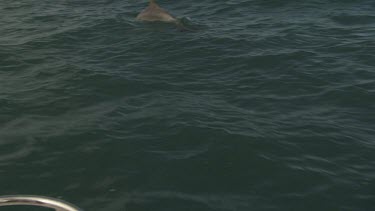 Dolphin diving in the ocean