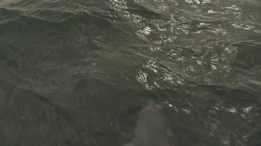Dolphin swimming just below the ocean surface