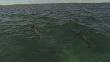 Dorsal fins of dolphins swimming in the ocean