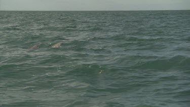 Dorsal fins of dolphins swimming in the ocean