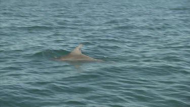 Dorsal fin of dolphin swimming in the ocean