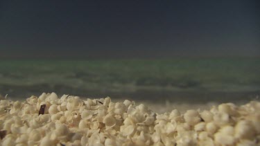 Close up of white shells covering a beach