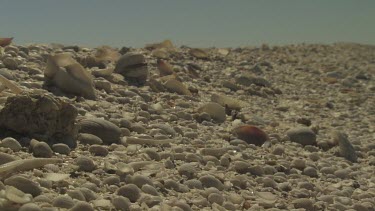 Close up of white shells covering a beach