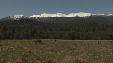 Kangaroos hopping in a field overlooked by a snow-capped mountain