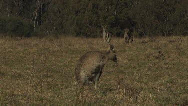 Kangaroos in a dry field