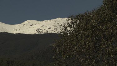 Kangaroos in a field overlooked by a snow-capped mountain