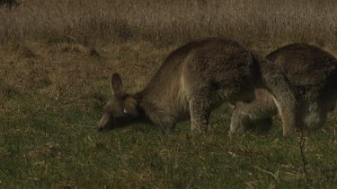 Kangaroos grazing in a dry field