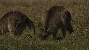 Kangaroos grazing in a dry field