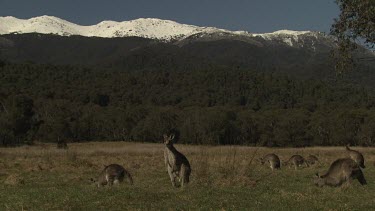 Kangaroos in a field overlooked by a snow-capped mountain