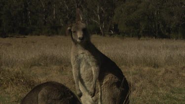 Kangaroos grazing in a dry field