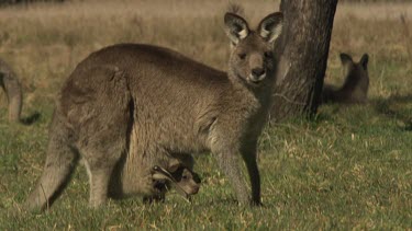 Kangaroo with a joey in her pouch