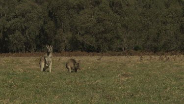 Kangaroos grazing in a dry field