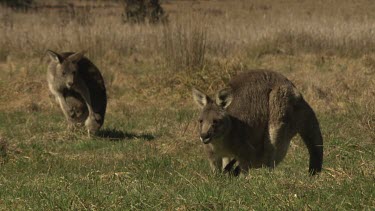 Kangaroos grazing in a dry field