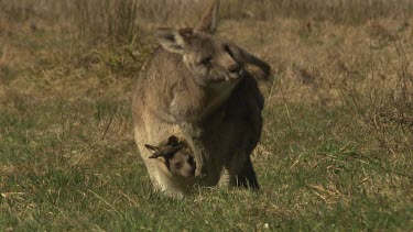 Kangaroo with a joey in her pouch