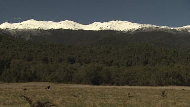 Kangaroos hopping in a field overlooked by a snow-capped mountain